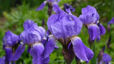 Blue irises moving on the wind. Video footage HD static camera. Stock Footage 76940565