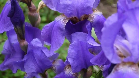 Blue irises moving on the wind. Video footage HD static camera. Stock Footage 77794147