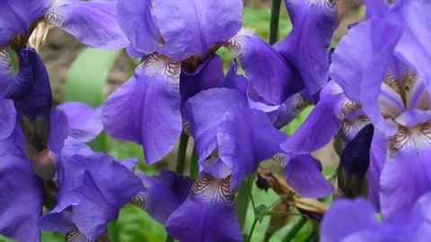 Blue irises moving on the wind. Video footage HD static camera. Stock Footage 88450185