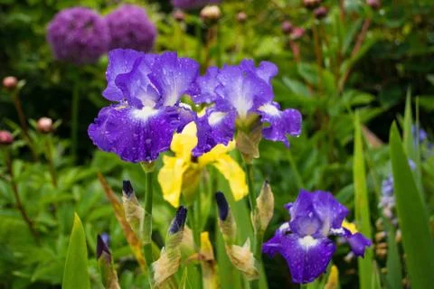 Blue Irises Stock Photos