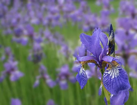 Blue irises Foto stock