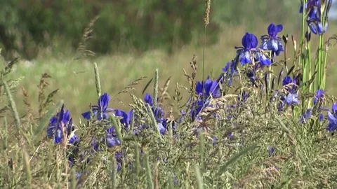 Blue irises on a spring meadow Video stock 90525924