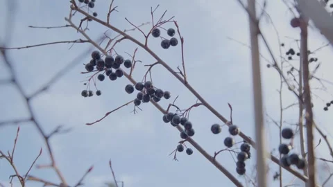 Blue-ish Berries Stock Footage 260283235