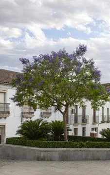 Blue Jacaranda Bonsai tree. Stock Photos
