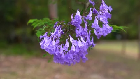 Blue jacaranda flowers swaying in the wind Stockbeeldmateriaal 133614729