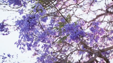 Blue Jacaranda Tree branch in slow-motion Vídeo Stock 133047214