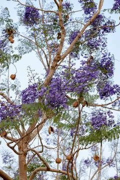 Blue Jacaranda Tree Stock Photos