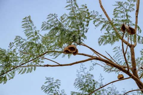 Blue Jacaranda Tree Stock Photos