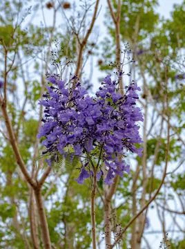 Blue Jacaranda Tree Foto stock