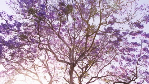 Blue Jacaranda tree with sunset flare Vídeo Stock 133053213