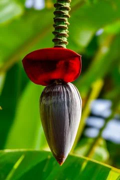 Blue Java Banana Flower Bud from banana plant Stock Photos