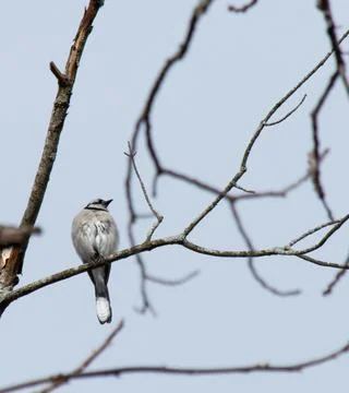 Blue jay-5 Stock Photos