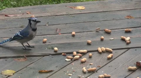 Blue Jay and the Peanut Vidéo 22011295