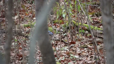 Blue jay and a Ruffed Grouse Stock Footage 142084907