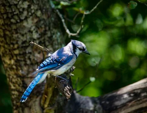 Blue Jay in Apple Tree II Foto stock