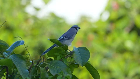 BLUE JAY ATOP BANYAN TREE Stock Footage 289902362