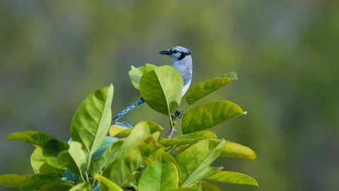 BLUE JAY ATOP A TREE TAKING OF Video stock 289899389