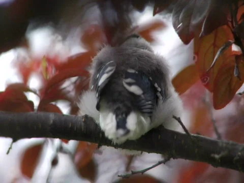 Blue Jay Baby Butt Stock Footage 838376
