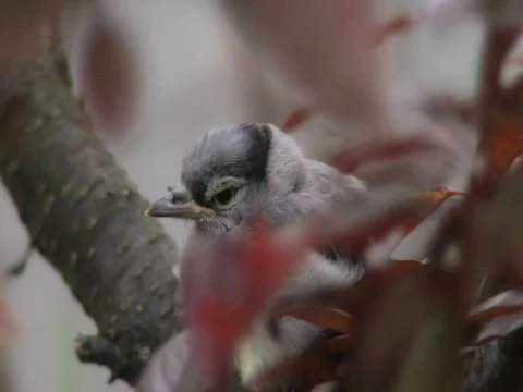 Blue Jay Baby  Stock Footage 836740