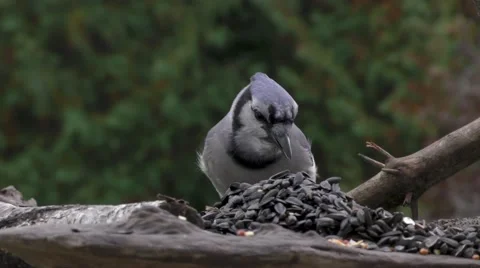 Blue Jay at a Backyard Bird Feeder Stock Footage 68911006