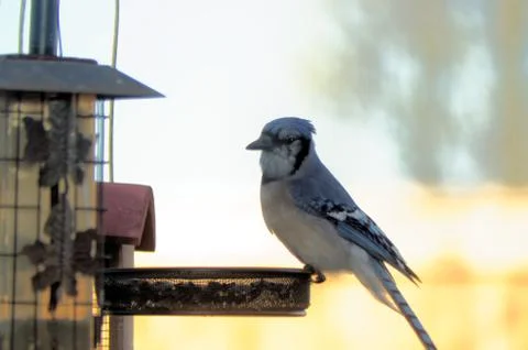 A Blue Jay at a backyard feeder 스톡 사진