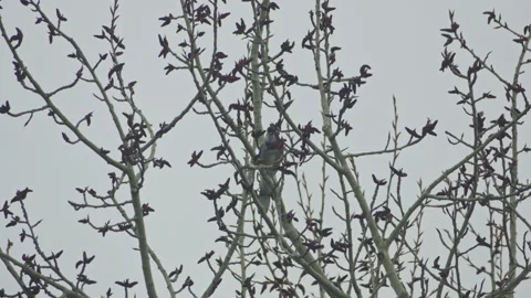 Blue jay bird in bare tree branches at spring cloudy day Stockbeeldmateriaal 275302544