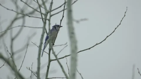 Blue jay bird in bare tree branches at spring cloudy day fly away Stock Footage 275302760