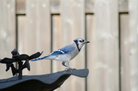 A Blue Jay at the bird bath Foto stock