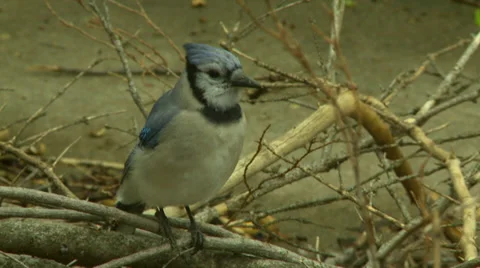 Blue Jay Bird in Brush Stock Footage 38042848