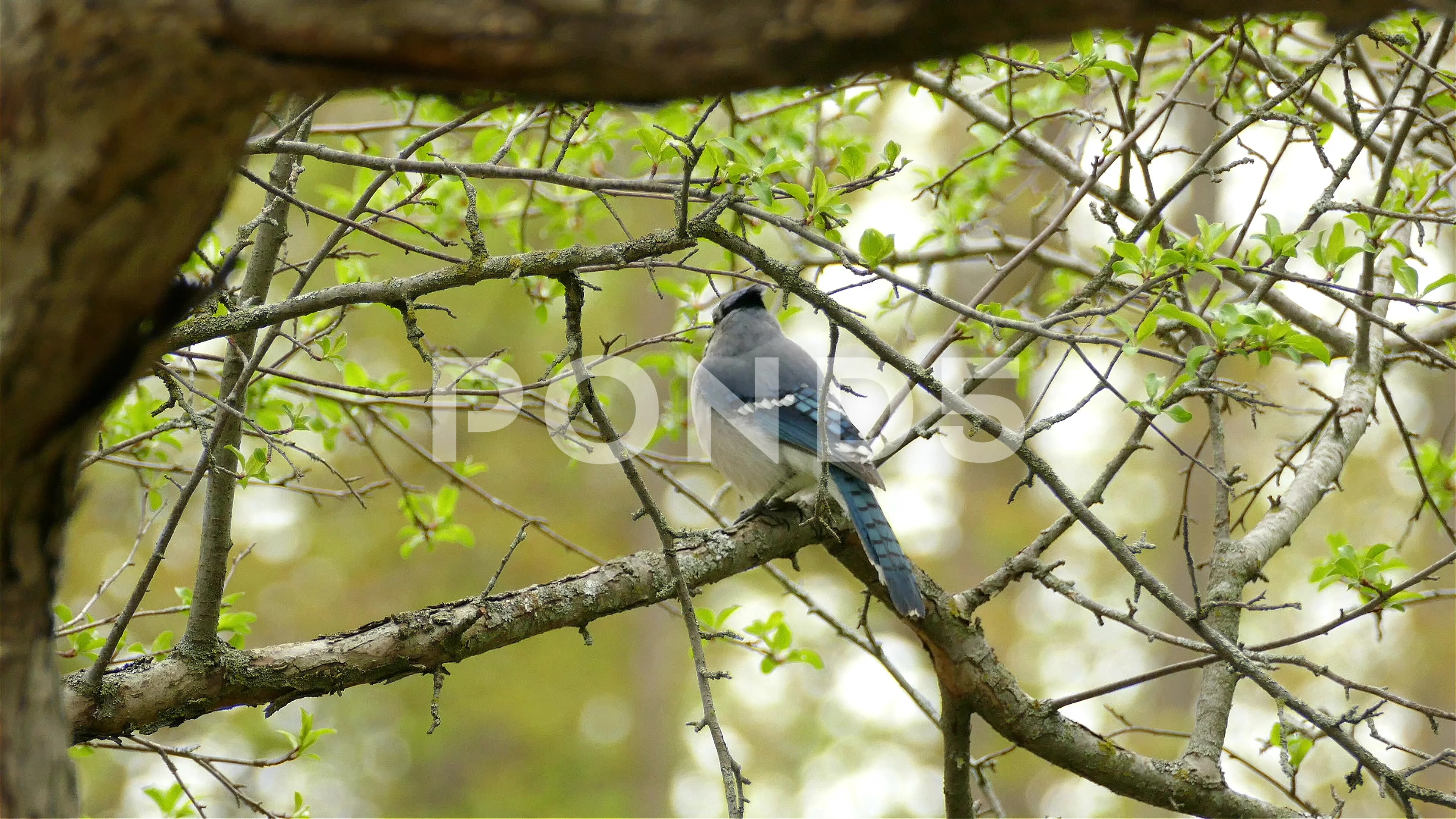 Wildlife Around Las Vegas, Blue Jay (Cyanocitta cristata)