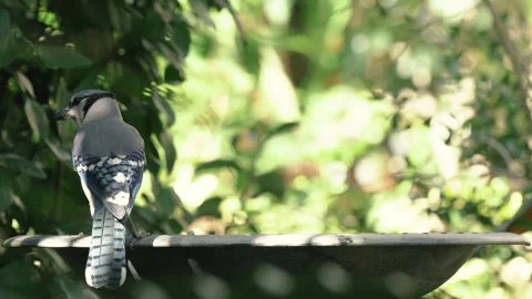 Blue Jay bird drinking from a bird bath Stock Footage 264161106