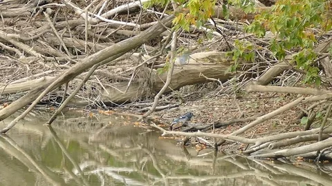 Blue jay bird drinking water on river shores with dead logs - HD 1080p Stock Footage 91298465