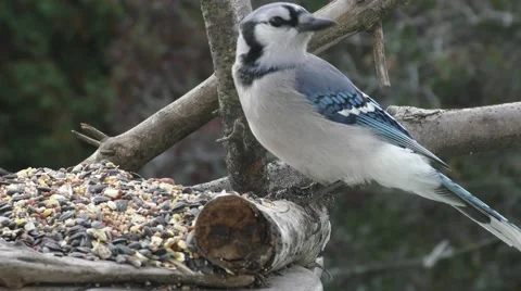Blue Jay Bird Eating Cracked Corn Video stock 68917852