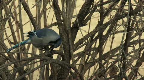 Blue Jay Bird Eating Stock Footage 11131100