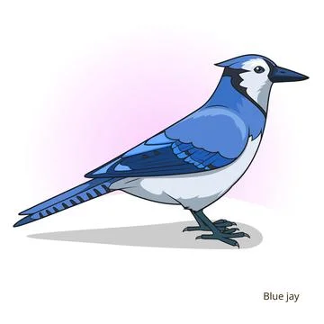Blue jay bird educational game vector Stock Illustration
