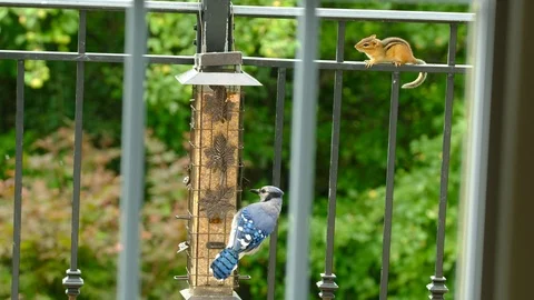 Blue Jay at bird feeder with chipmunk on rail patiently waiting his turn Stock Footage 93041599