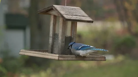 Blue Jay at bird feeder eats seeds slow motion Video stock 230911417