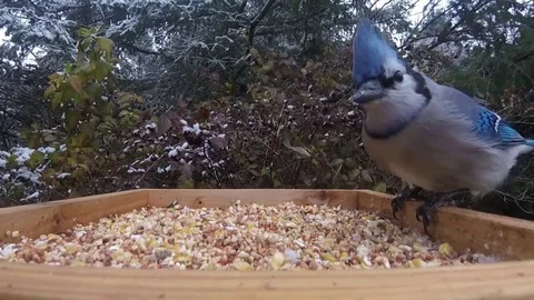 Blue jay - Free animals icons