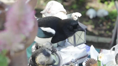 Blue Jay Bird Flying Video stock 25937411