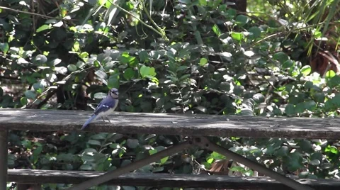Blue Jay Bird Video stock 49968684