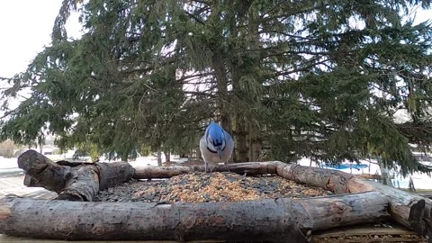 Blue Jay Bird 스톡 동영상 229520484