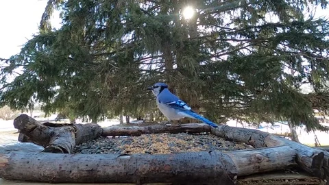 Blue Jay Bird 動画素材 229520485