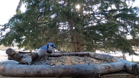 Blue Jay Bird Video stock 229520739
