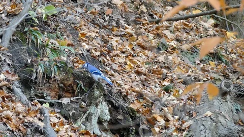 Blue jay bird foraging in soil on the ground before taking off in flight Video stock 91899760