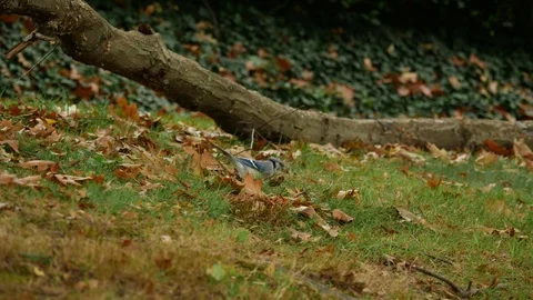 Blue Jay bird on ground in fall looking for food Stock Footage 82143891