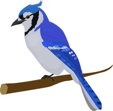 Blue jay bird. Isolated on white background. Illustrazione stock