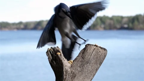 Blue jay bird lands to get a nut. Video stock 123445756