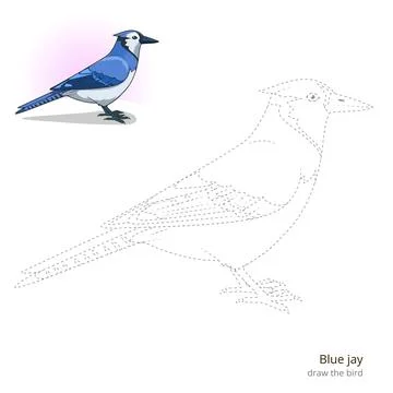 Blue jay bird learn to draw vector Stock Illustration