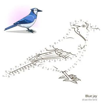 Blue jay bird learn to draw vector Stock Illustration