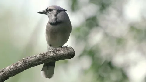 Blue jay bird on a perch Stock Footage 266450294